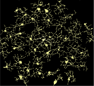 An image of an electrically connected patch of one single class of retinal neurons that signal brightness for the visual system.
